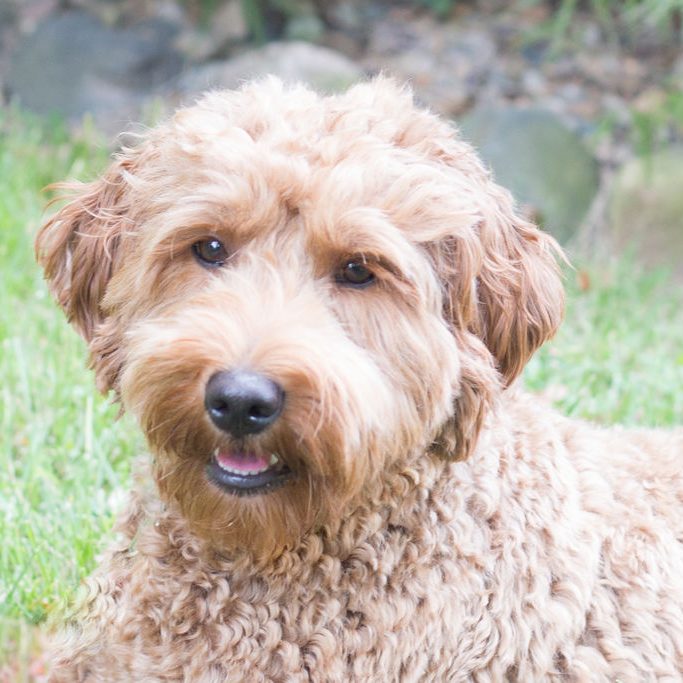 Latte the Labradoodle