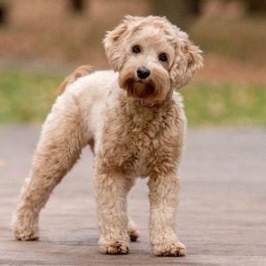 Lucy the labradoodle