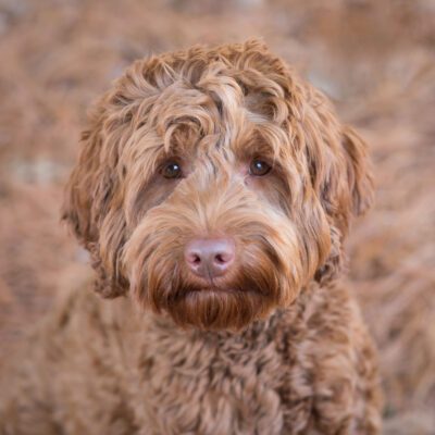 Maggie the labradoodle