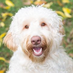 Nala - Australian Labradoodle