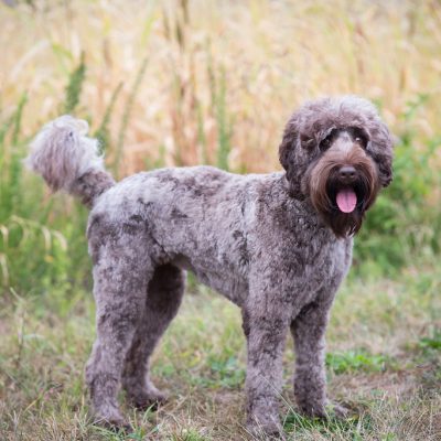 Gypsy the Labradoodle