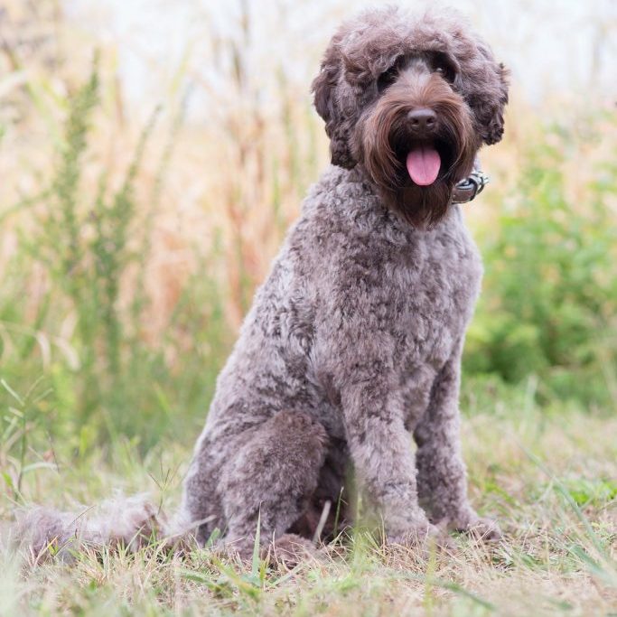 Gypsy the Labradoodle