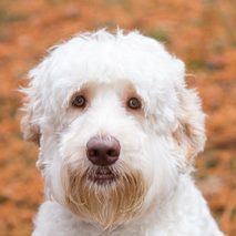 Tazy Australian Labradoodle