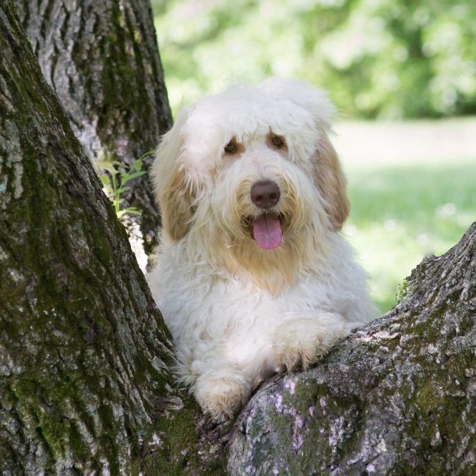 Violet the labradoodle