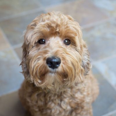 Pot of Gold Winnie the Labradoodle