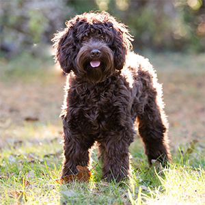 Labradoodle Coco