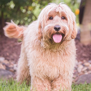 Labradoodle Goldie