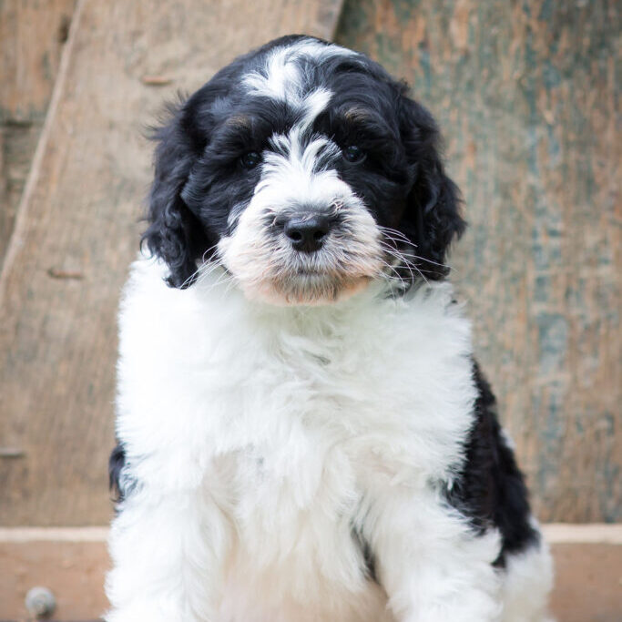 Magnus the bernedoodle puppy