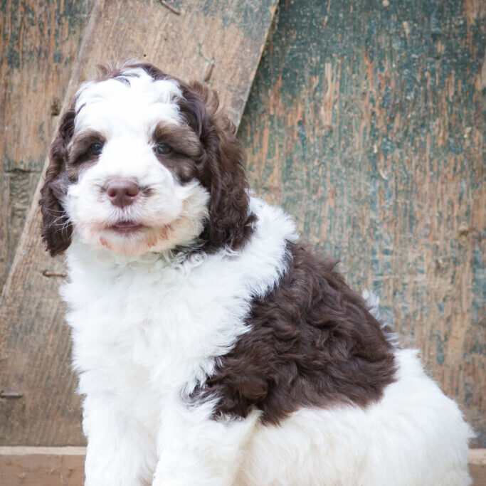 Maxx the bernedoodle puppy