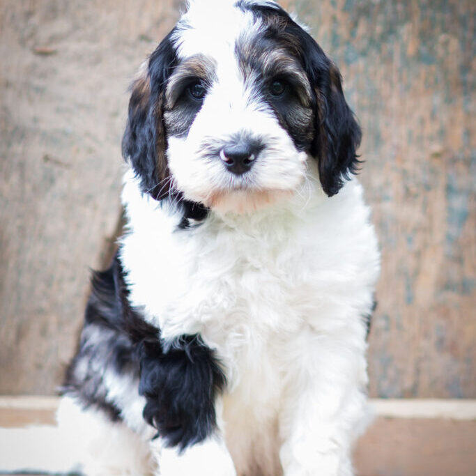 Miles the bernedoodle puppy