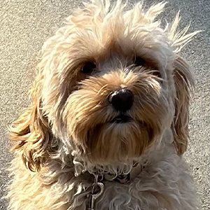 Pumpkin the labradoodle