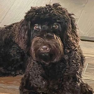 Smokey the labradoodle