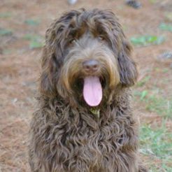 Teddy the labradoodle