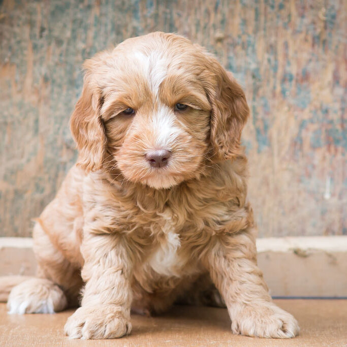 male labradoodle puppy